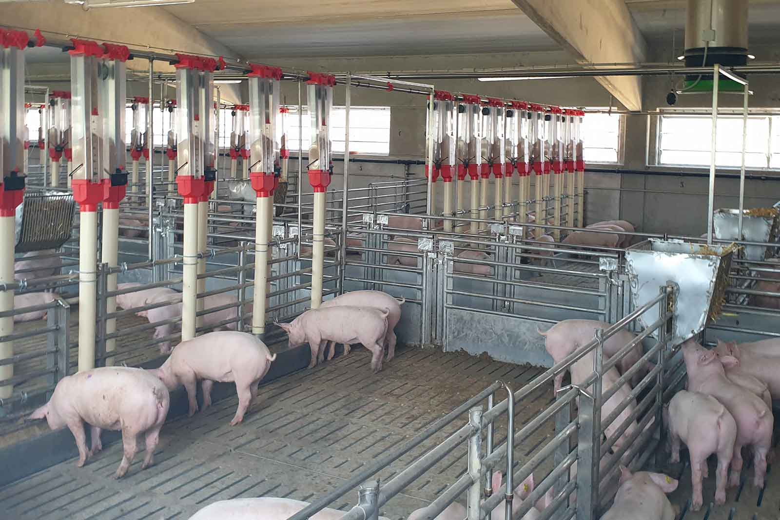 Applicazione-impianto-trasporto-mangime-suini-AZA