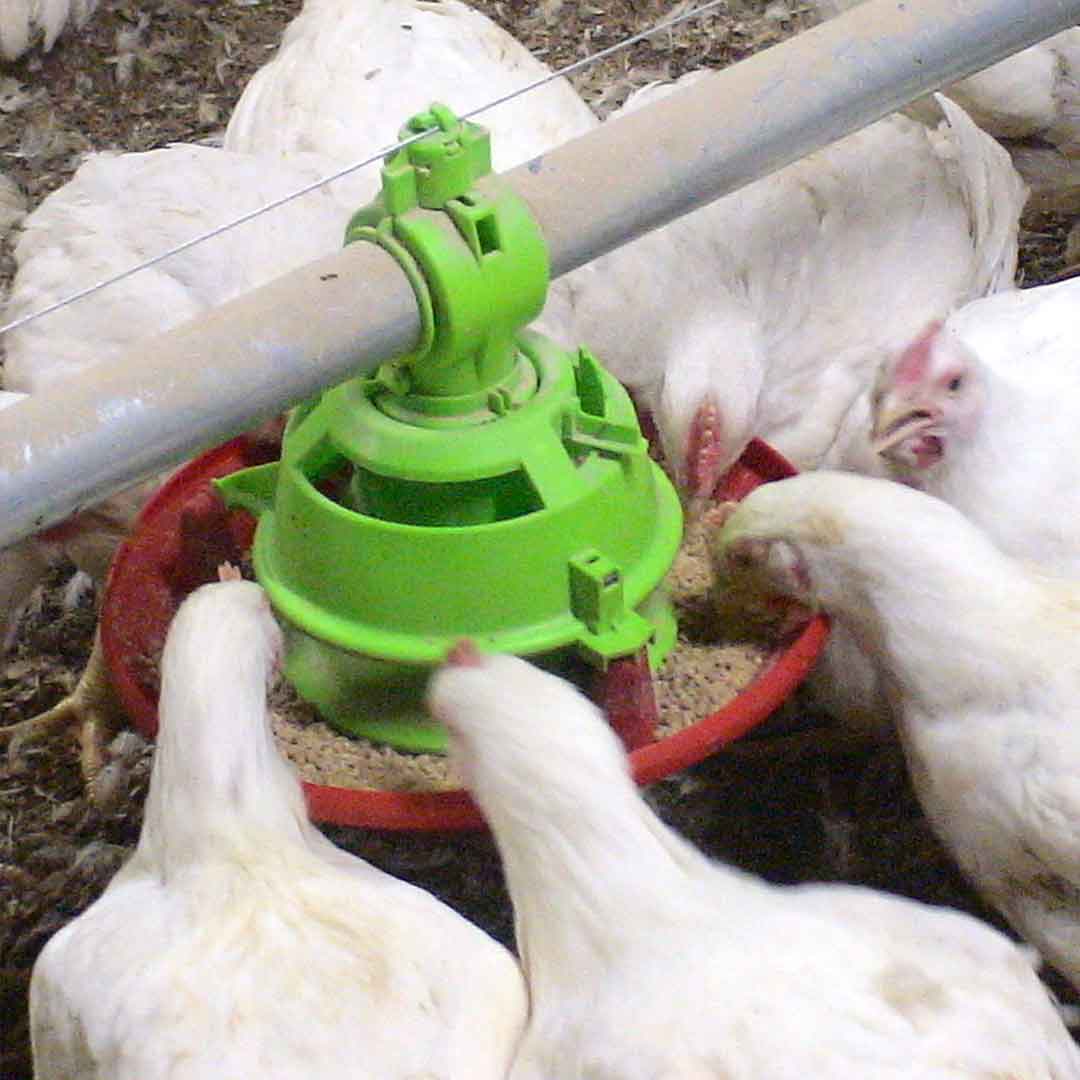 Applicazione polli da carne