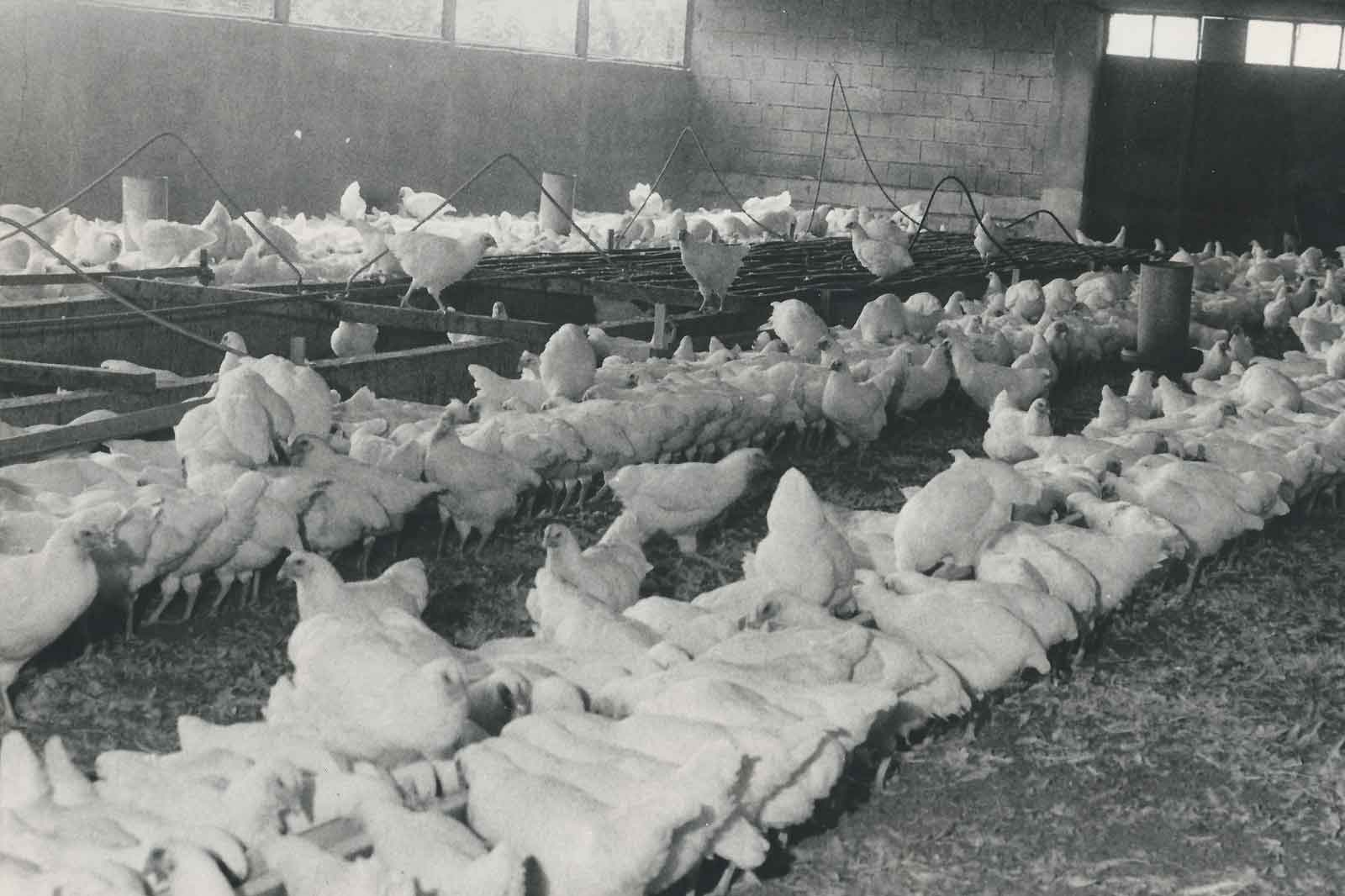 Applicazioni-di-ieri-attrezzature-avicole-AZA