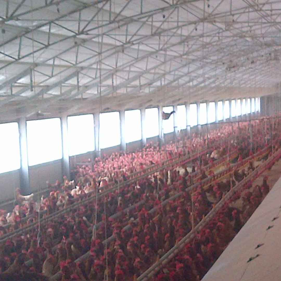 Breedaza in allevamento avicolo ovaiole Breedaza in allevamento avicolo ovaiole