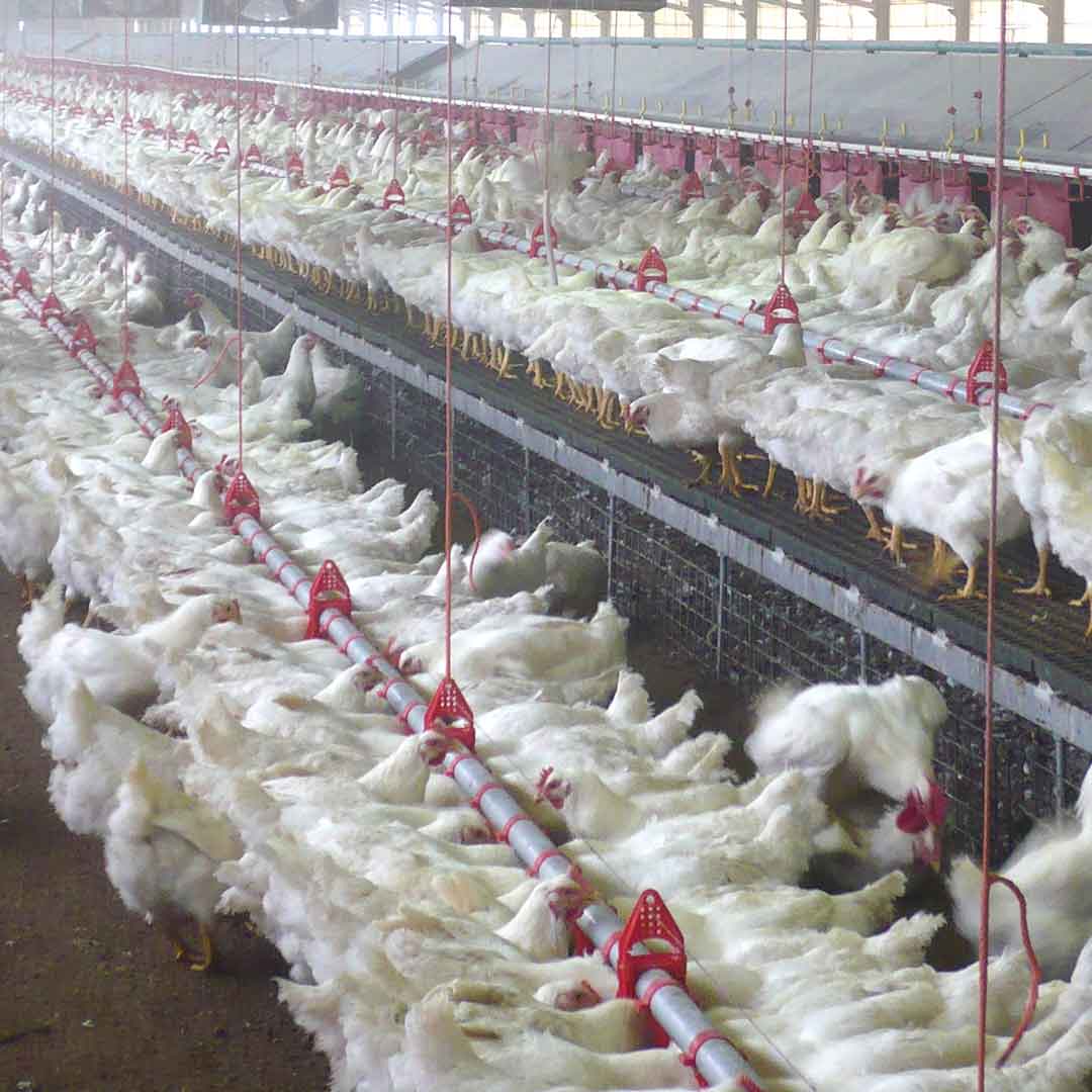 Breedaza in allevamento avicolo riproduttori