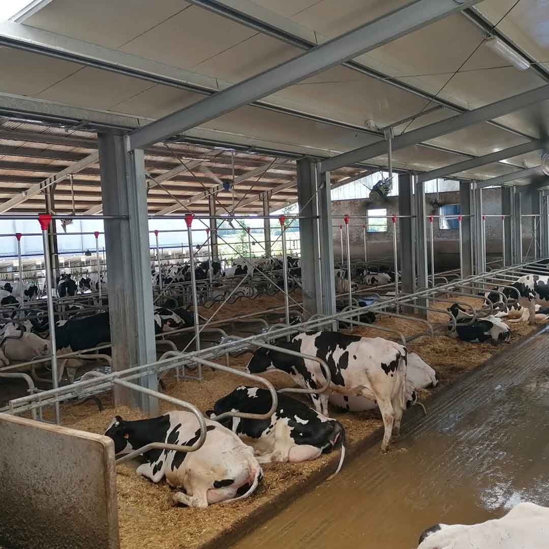 Convogliatore a catena per paglia lettiere cuccette bovini