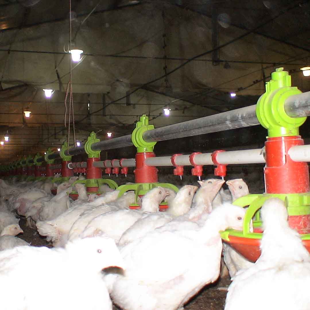 Duo System per polli da carne - sistema combinato di alimentazione e abbeveraggio