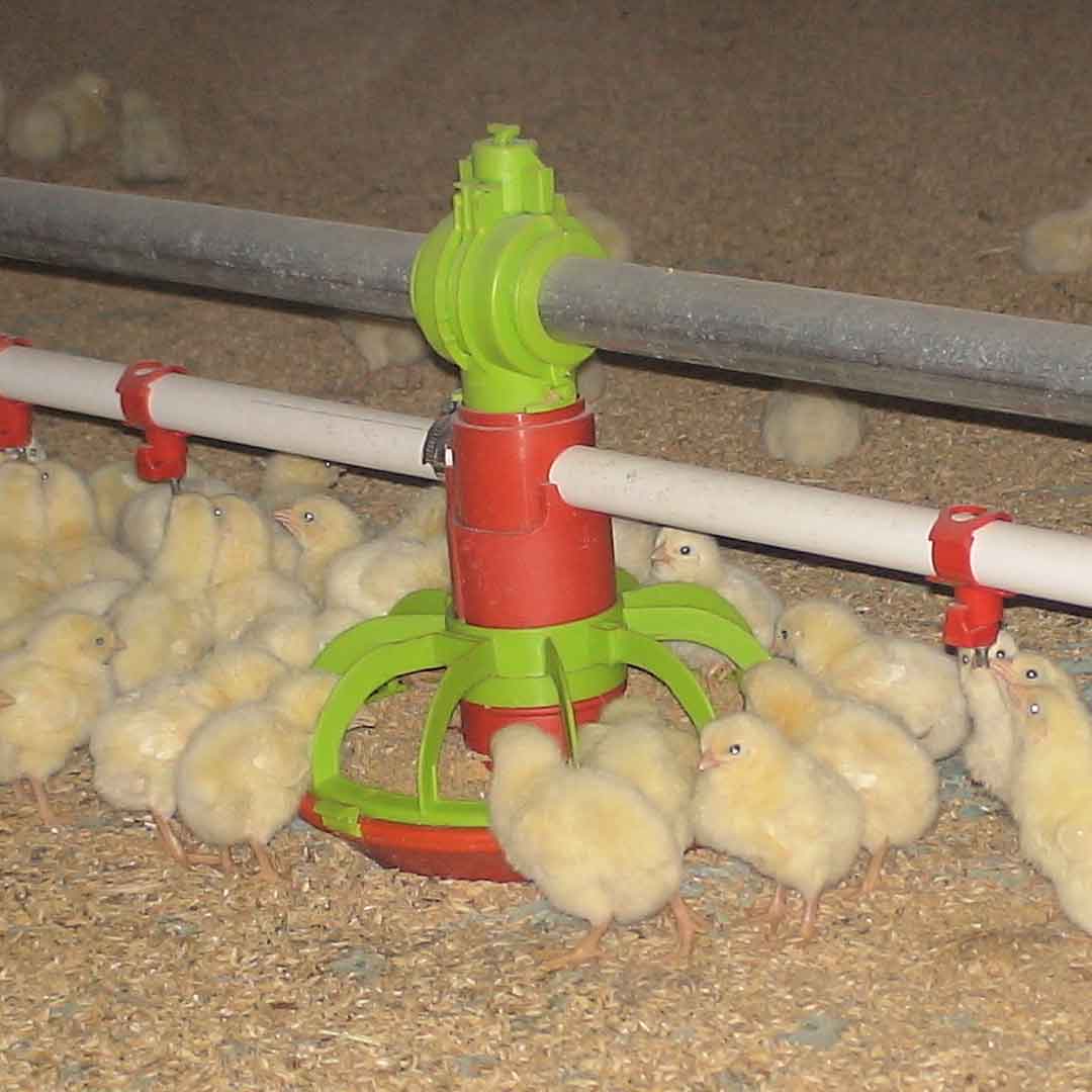 Système Duo pour poussins – système combiné d’alimentation et d’abreuvement