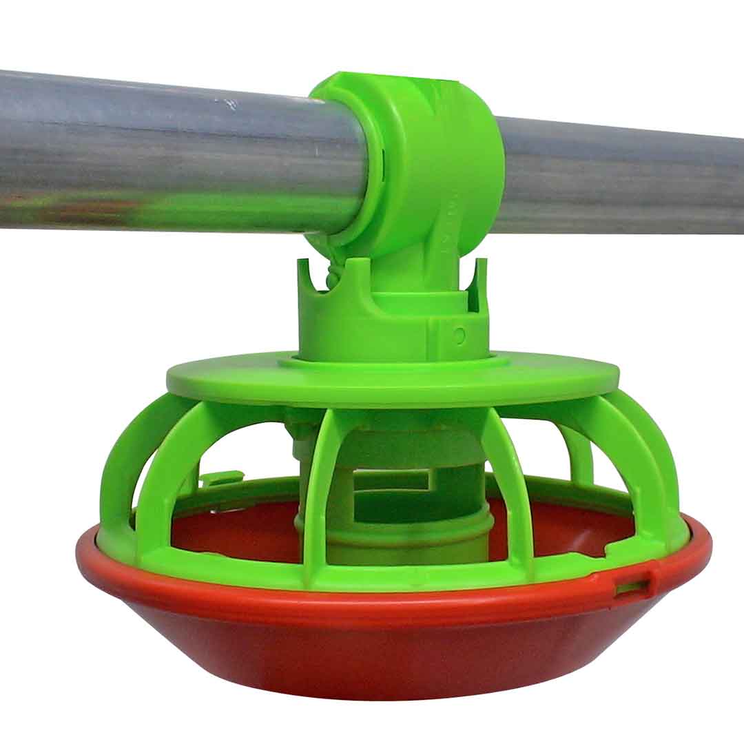 Fenêtre ouverte pour poussins