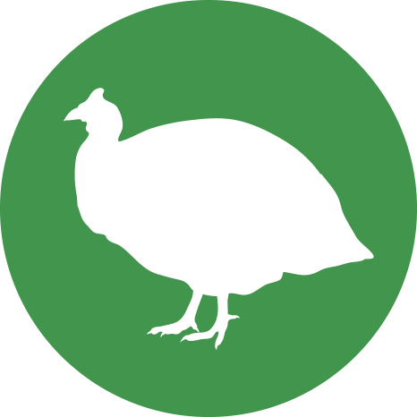 Guinea fowls