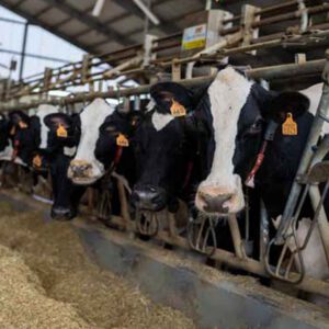 Chain feed conveying for milking station