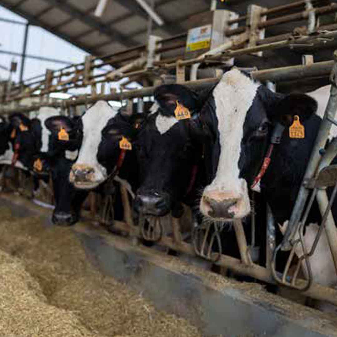 Sistema di alimentazione per vacche da latte