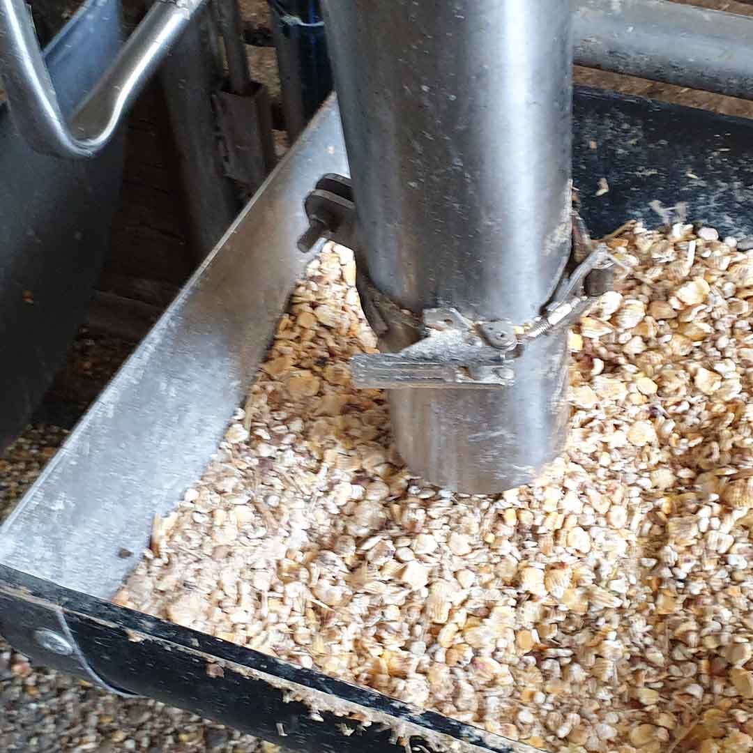 Sistema-di-alimentazione-per-vitelli-02