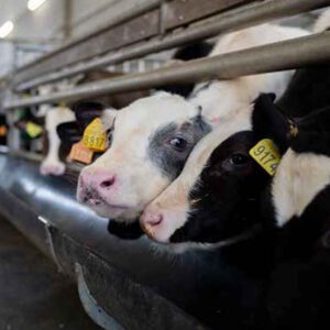 Feeding systems for calves