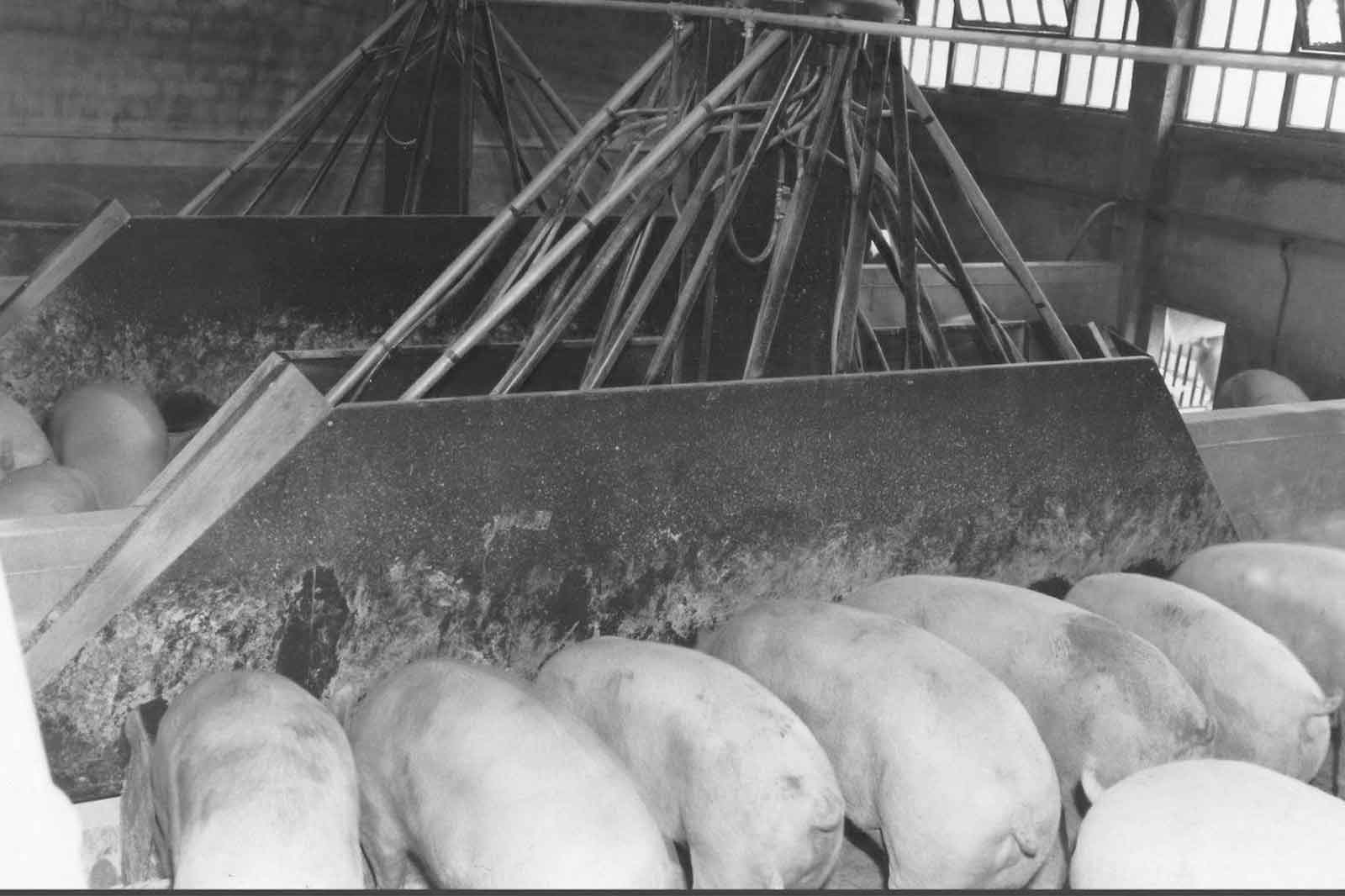 Impianto-trasporto-mangime-maiali-anni-60