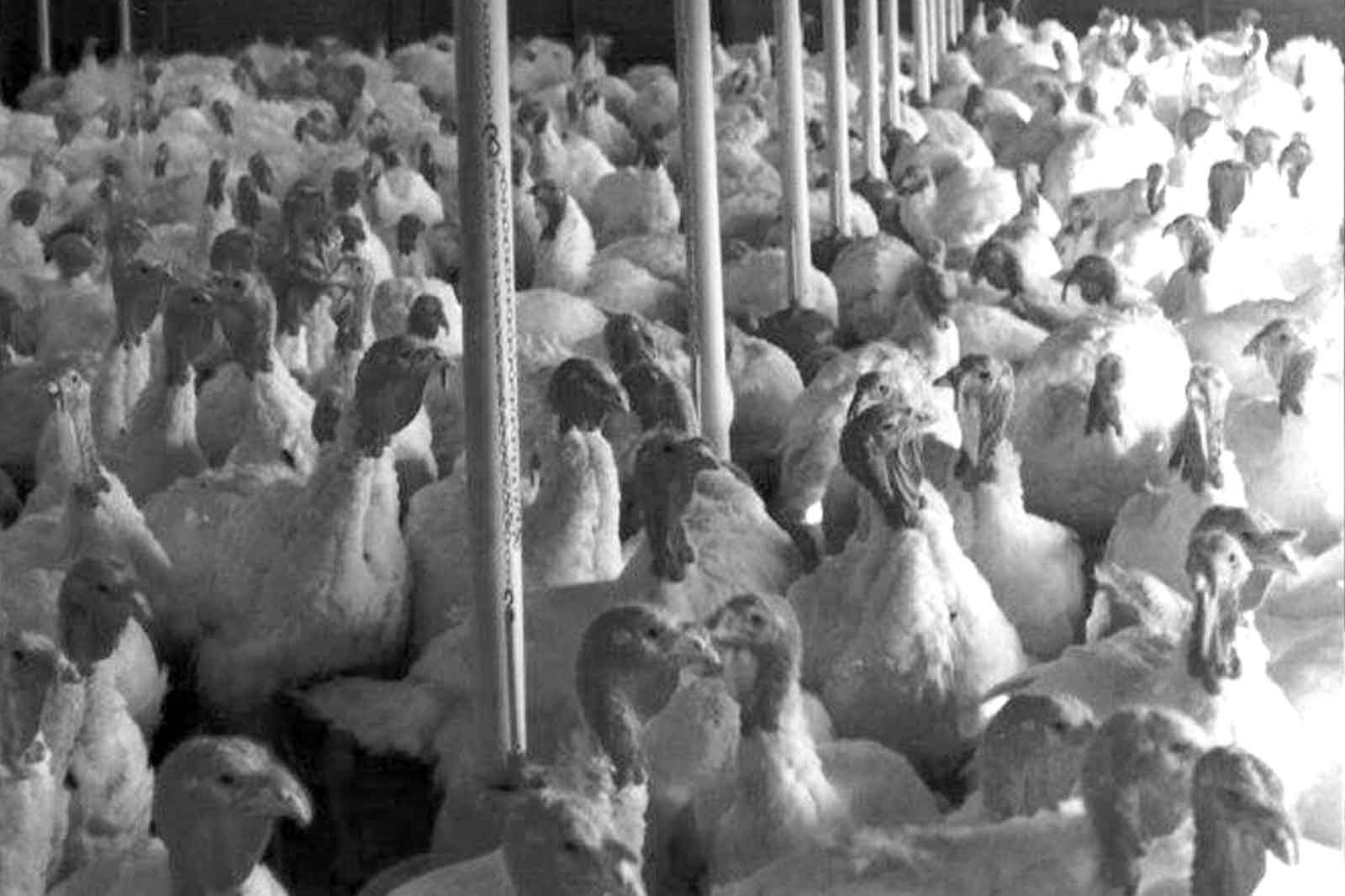 Applicazioni-di-ieri-attrezzature-avicole-AZA-03