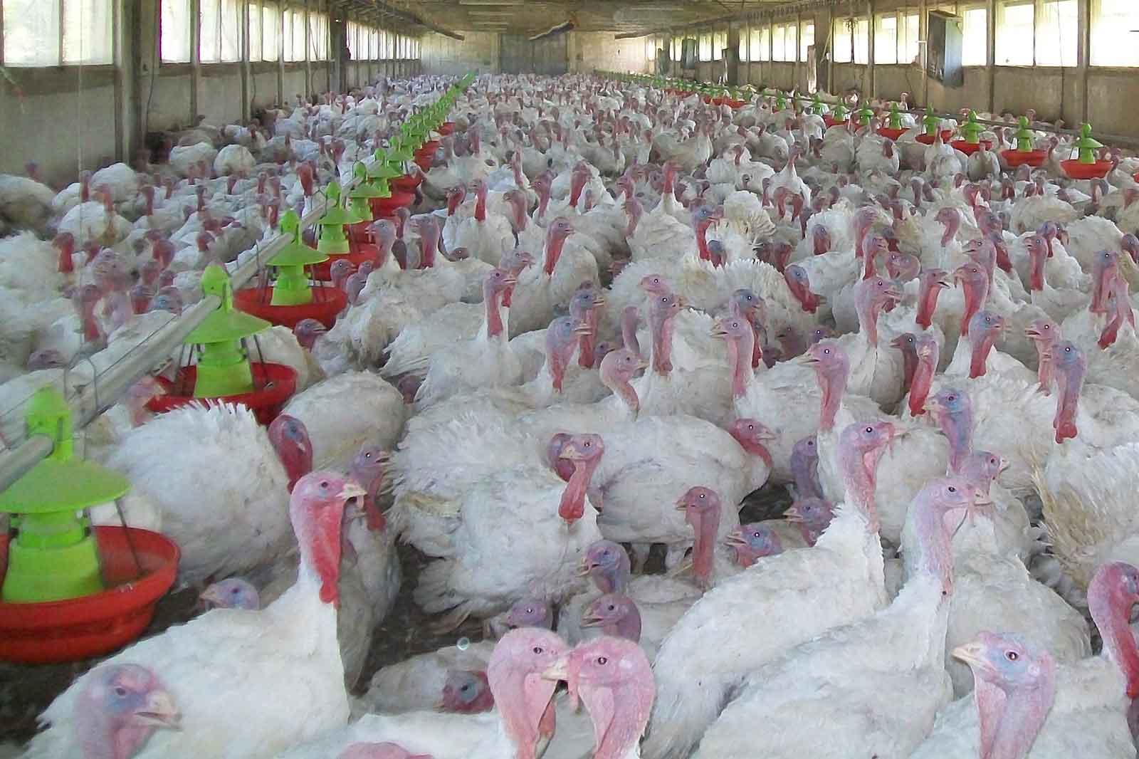 Applicazione-impianto-trasporto-mangime-avicoli-AZA-02