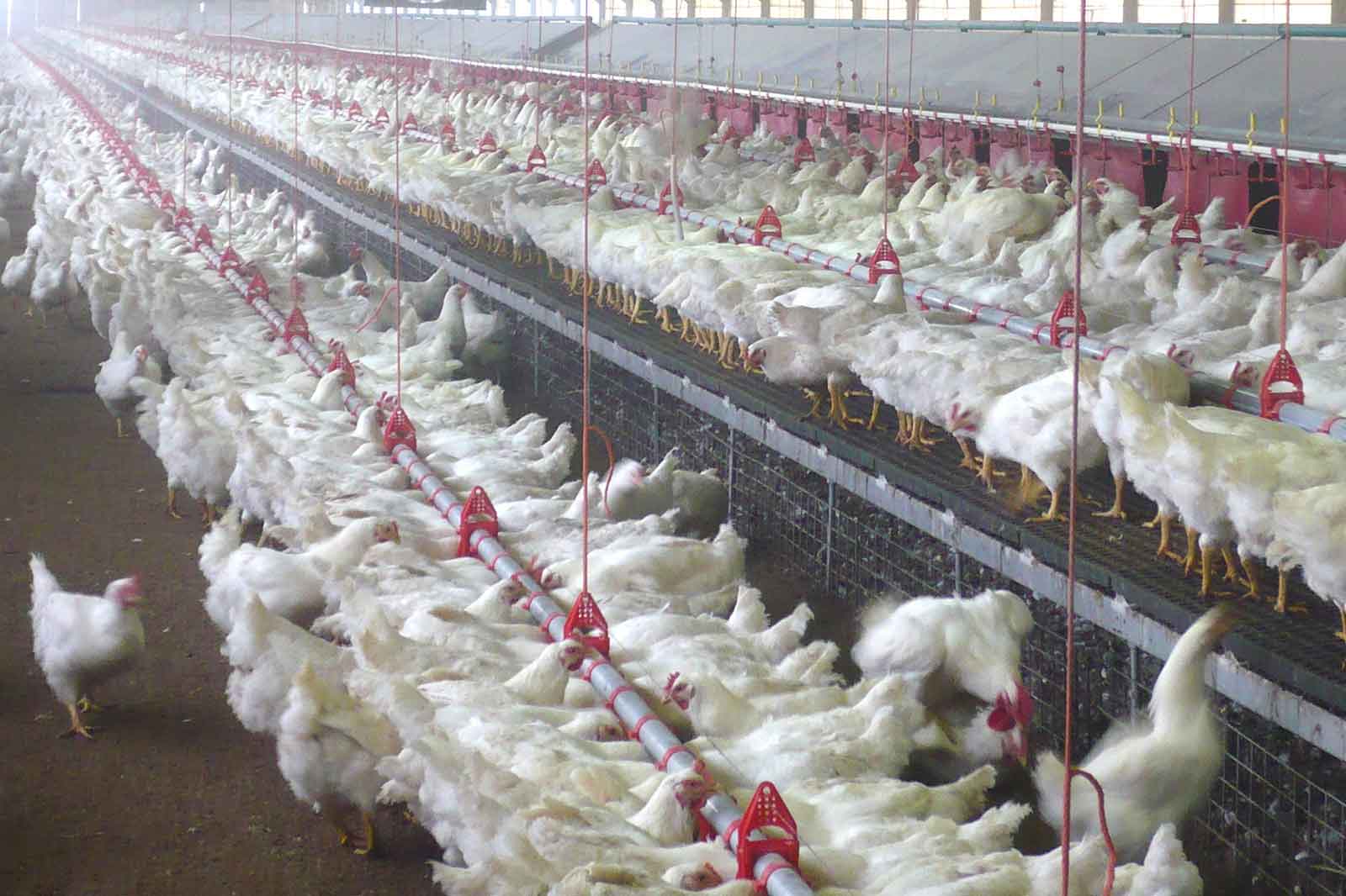 Applicazione-impianto-trasporto-mangime-avicoli-AZA-03