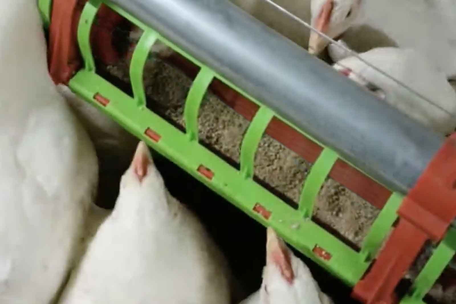 Applicazione-impianto-trasporto-mangime-avicoli-AZA-04